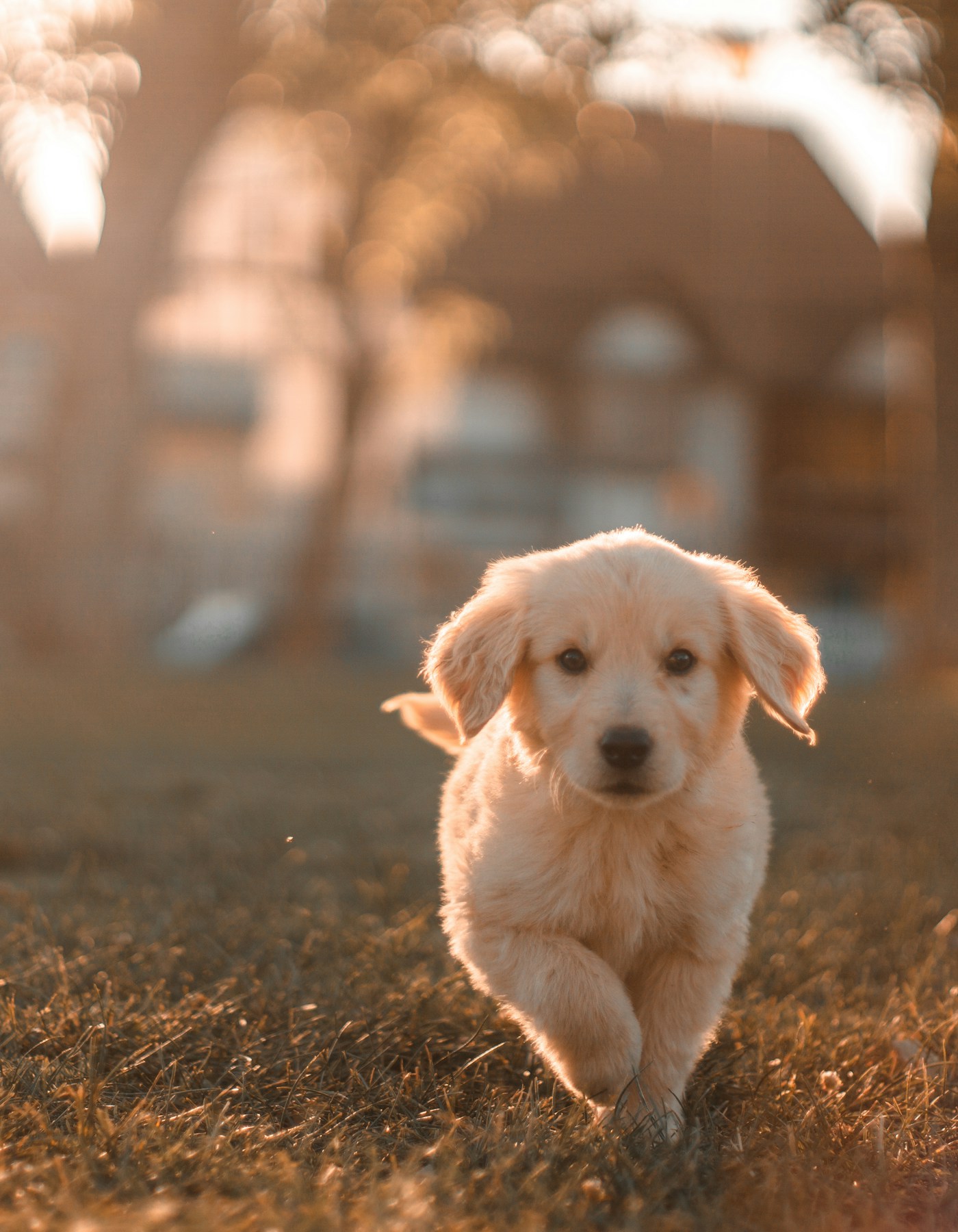 Veterinário a consultar ficha digital de um animal de estimação